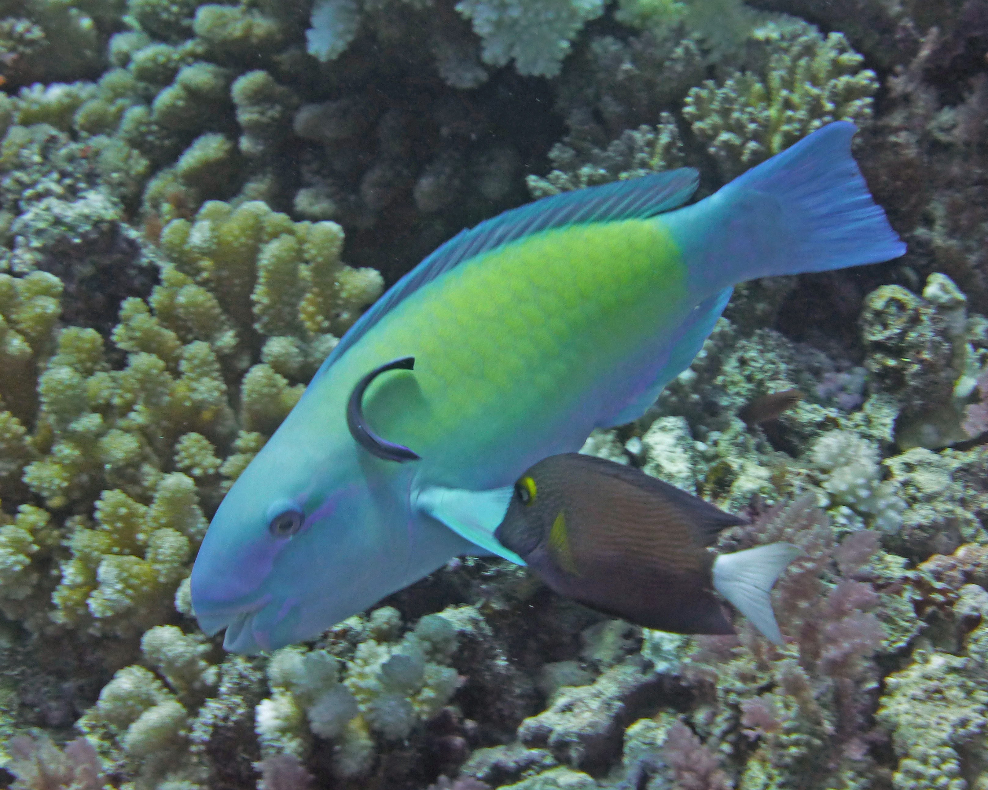 A bullethead parrotfish getting cleaned, Mo'orea 2019.